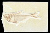 Fossil Fish (Diplomystus) - Wyoming #176321-1